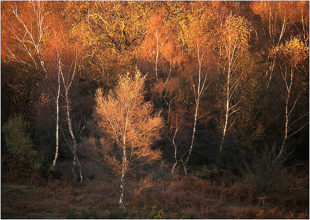 Autumn Golden Birch, Pipers Wait